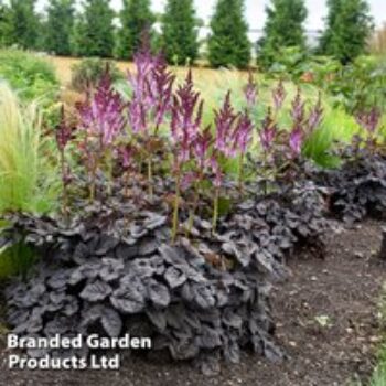 Astilbe 'Dark Side of the Moon'