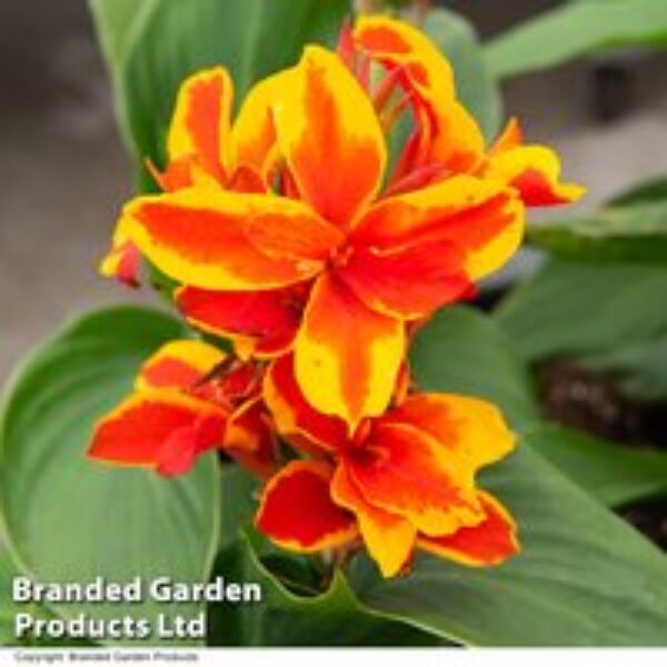 Canna 'Cannova Red Golden Flame'