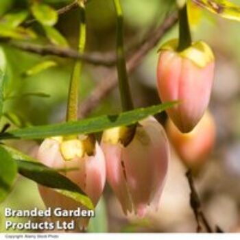 Crinodendron 'Ada Hoffman'