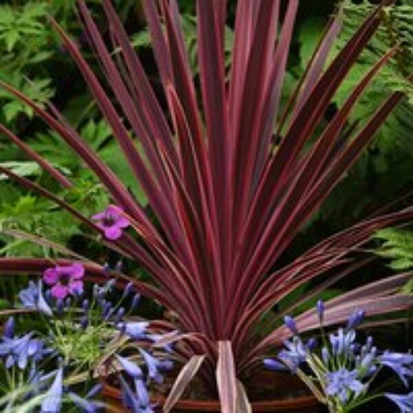 Cordyline 'Torbay Red'