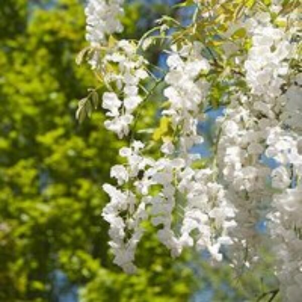 Wisteria sinensis f. alba