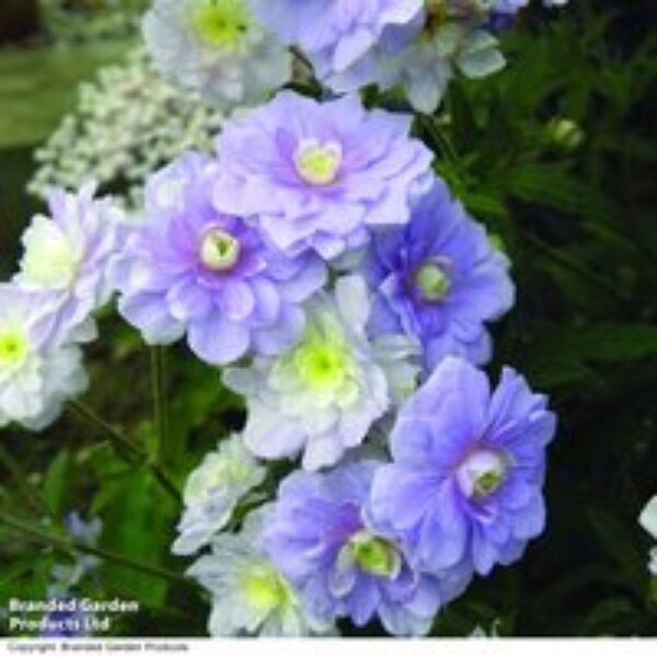 Geranium pratense 'Summer Skies'