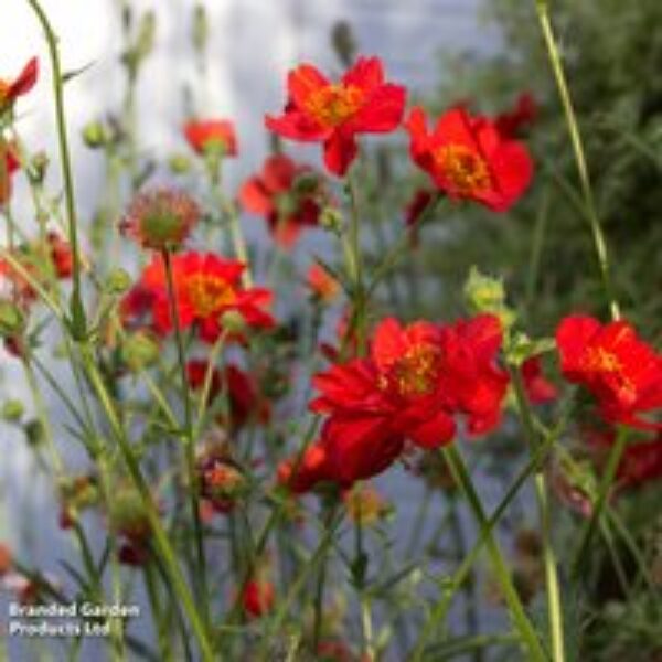 Geum 'Mrs J. Bradshaw'