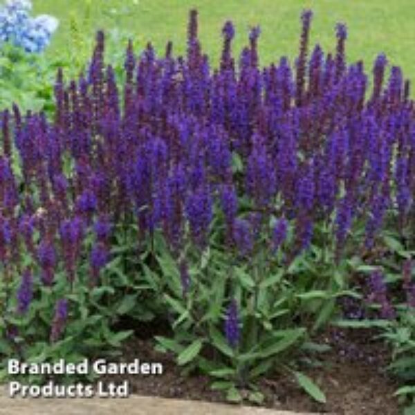 Salvia nemorosa 'Salvatore Deep Blue'