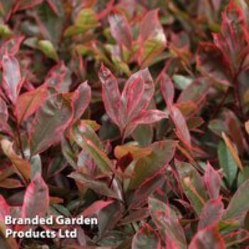 Photinia fraseri 'Louise'