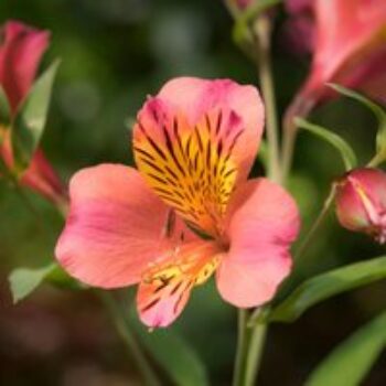 Alstroemeria 'Malaga Valley'