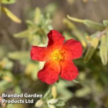 Helianthemum 'Fire Dragon'