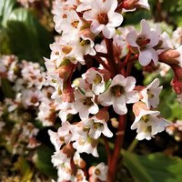 Bergenia cordifolia 'Bressingham White'