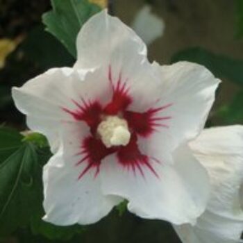 Hibiscus syriacus 'Red Heart'