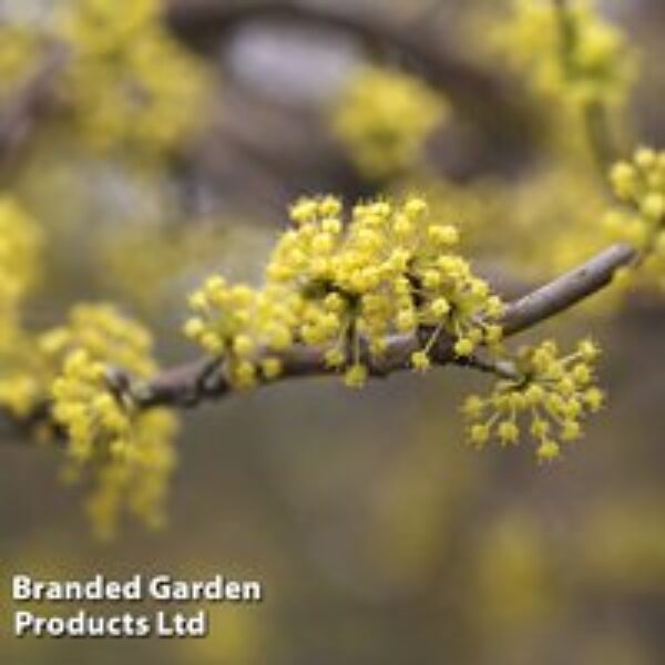 Cornus mas 'Aurea'