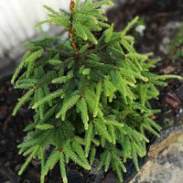 Picea abies 'Acrocona'