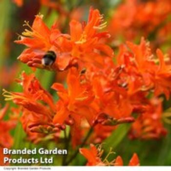 Crocosmia 'Spitfire'