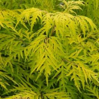 Sambucus racemosa 'Lemony Lace'