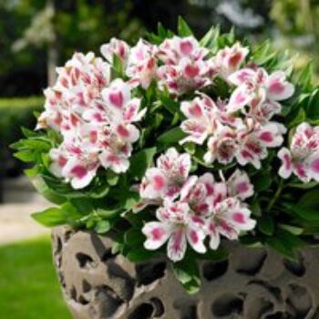 Alstroemeria 'White Pink Blush'