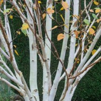 Betula utilis 'Jacquemontii'