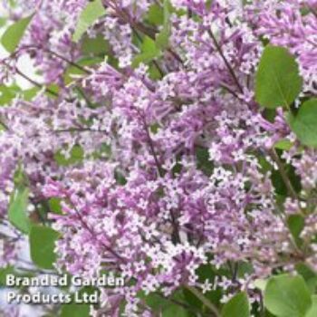 Syringa meyeri 'Flowerfesta® Purple'