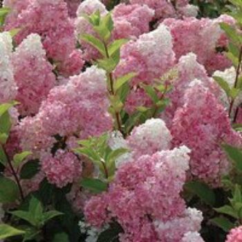 Hydrangea paniculata 'Vanille Fraise'