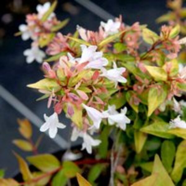 Abelia x grandiflora 'Francis Mason'