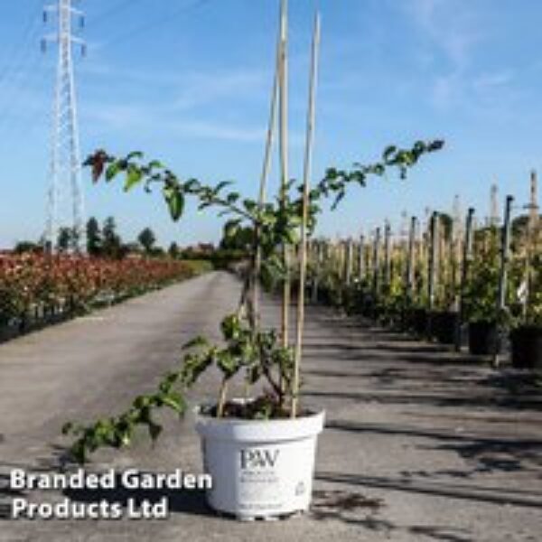 Chaenomeles speciosa 'Mango Storm'