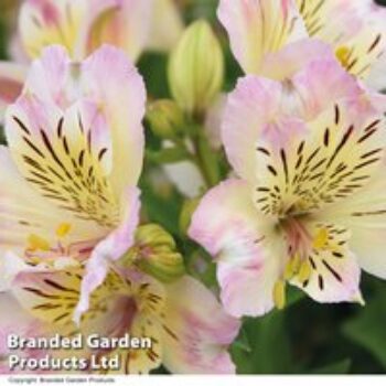 Alstroemeria 'Beach Valley'