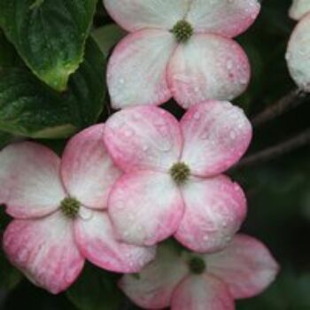 Cornus kousa 'Satomi'