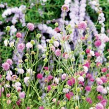 Knautia macedonica 'Melton Pastels'