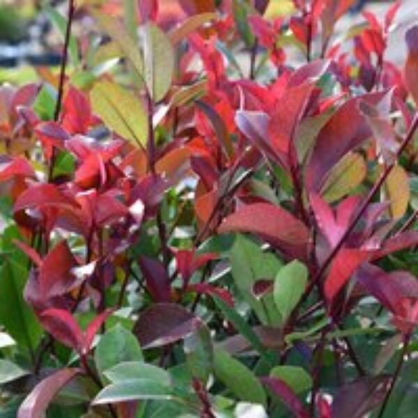 Photinia 'Red Robin' (Standard)