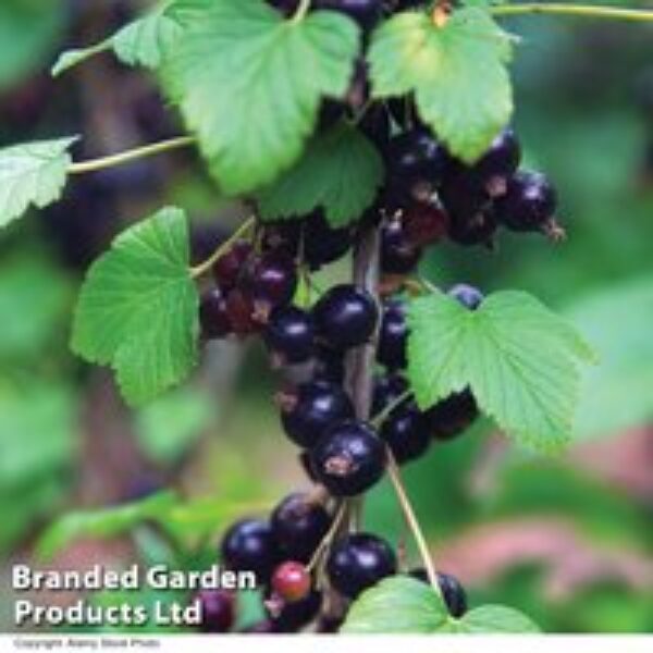 Blackcurrant 'Ben Connan'