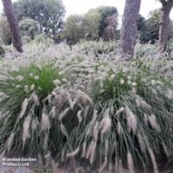 Pennisetum alopecuroides 'Hameln'