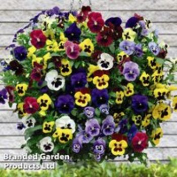 Pansy 'Universal Mixed' F1 Hybrid