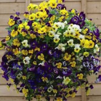 Viola 'Waterfall Mix'