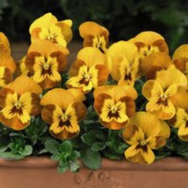 Viola F1 'Sorbet™ Honeybee'