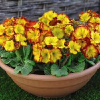 Polyanthus 'Firecracker'