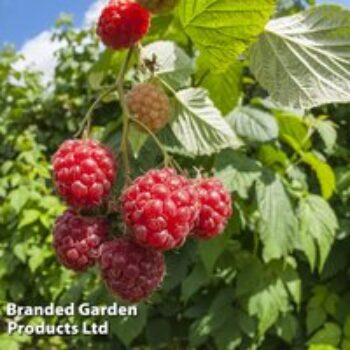 Raspberry 'Willamette' (Summer Fruiting)