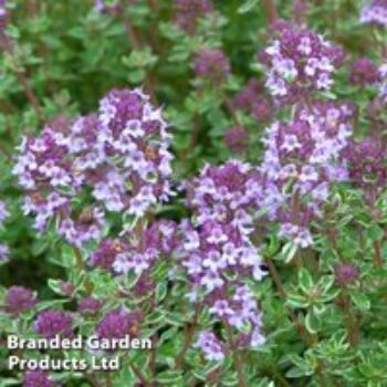 Thyme 'Silver Posie'