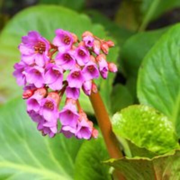 Bergenia purpurascens