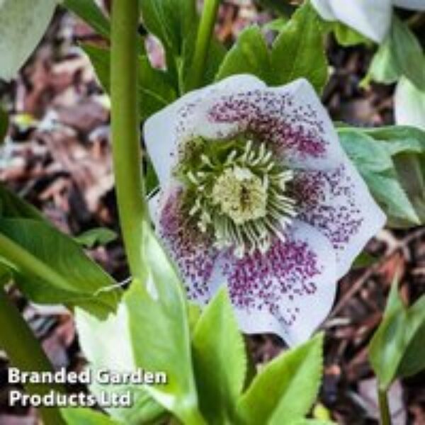 Hellebore 'Hello White'