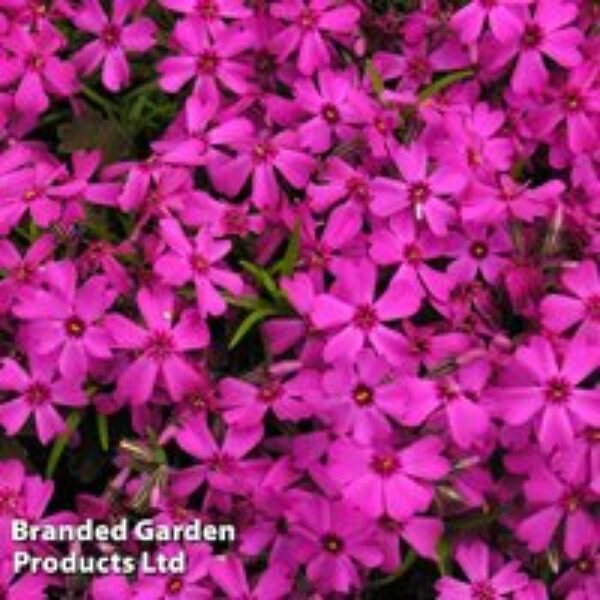 Phlox subulata 'Red Wings'