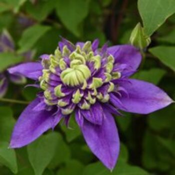 Clematis florida 'Taiga'