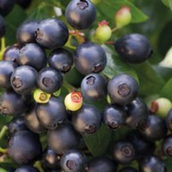 Blueberry 'BerryBux®'