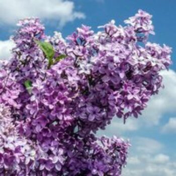 Lilac 'Saugeana'