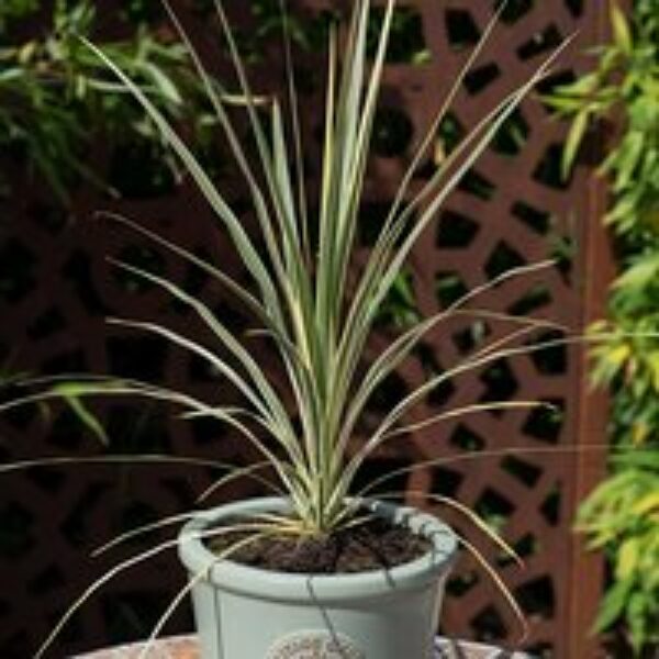 Cordyline australis 'Lime Passion'