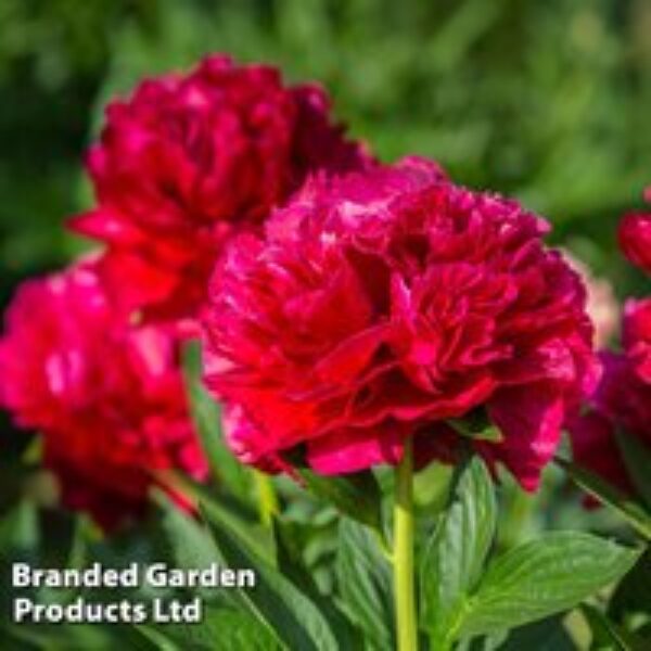 Peony 'Double Red'