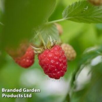 Raspberry 'Cascade Delight' (Summer fruiting)