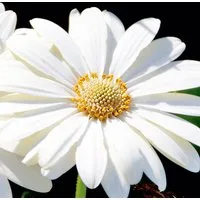 Osteospermum 'Snow Pixie' (Hardy)