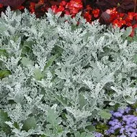 Senecio cineraria 'Silver Dust'