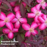 Clematis montana 'Red Velvet Truffle'