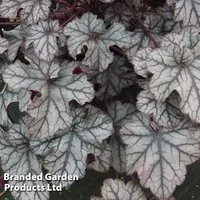 Heuchera 'Violet Shimmer'