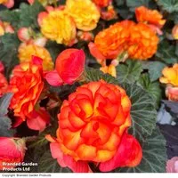 Begonia 'Nonstop Flame'