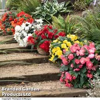 Begonia 'Nonstop Joy Mix'